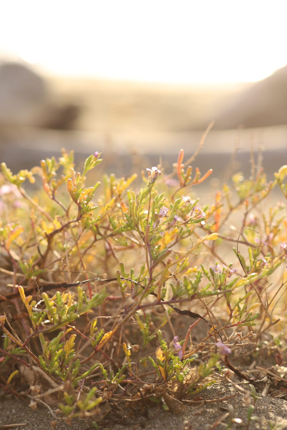 Delicate plants post image
