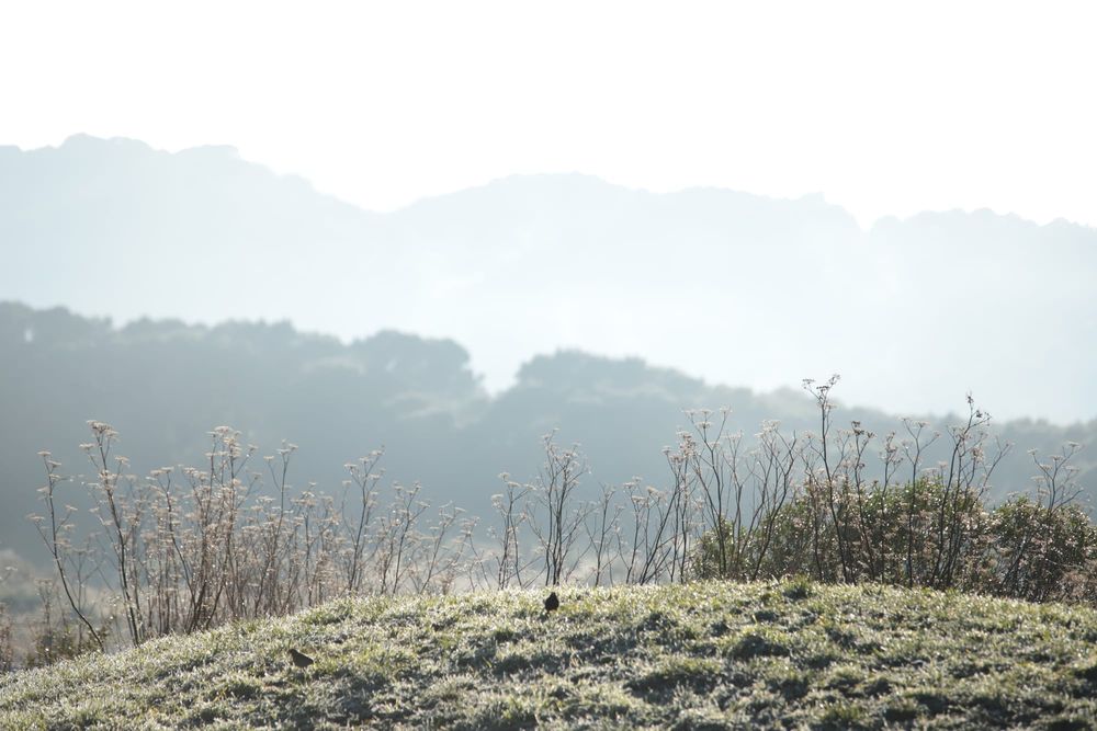 Dew-covered grass post image