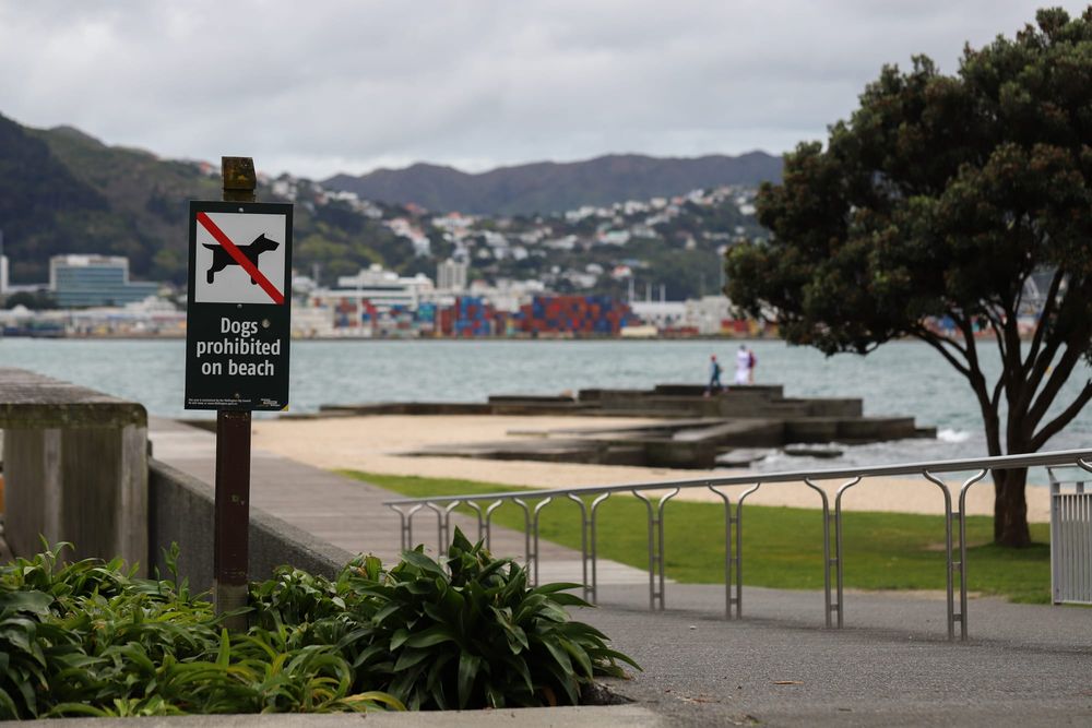 Dogs prohibited beach sign, Wellington post image