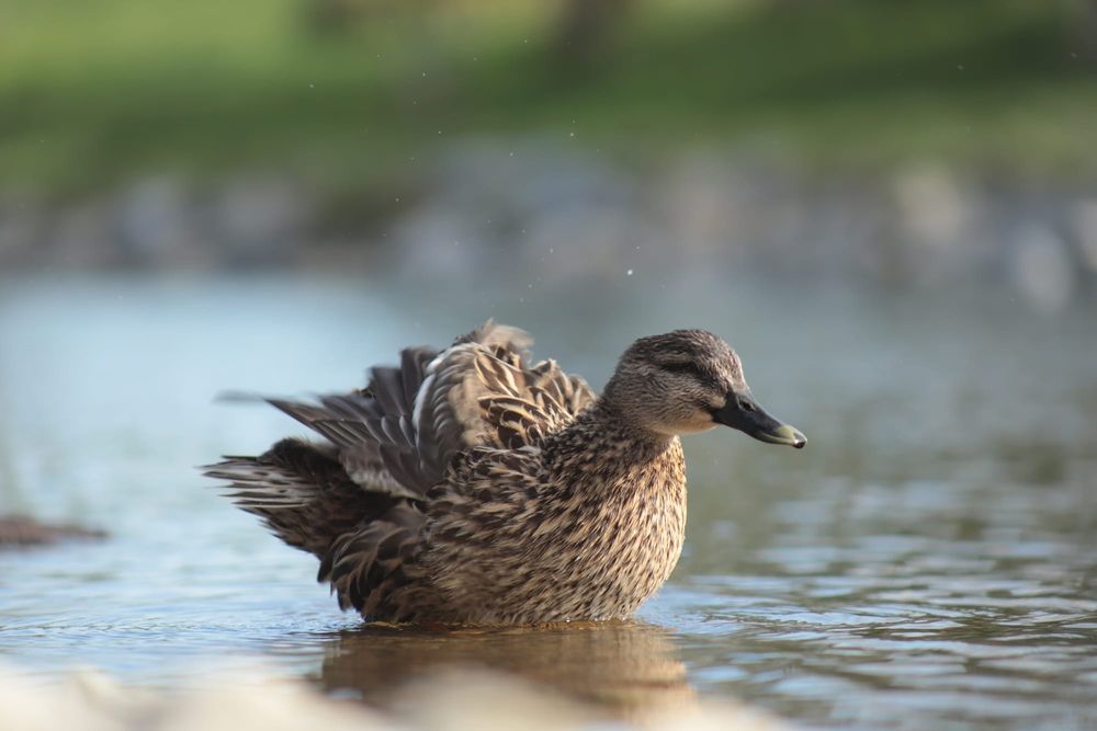 Duck fluffs its feathers post image