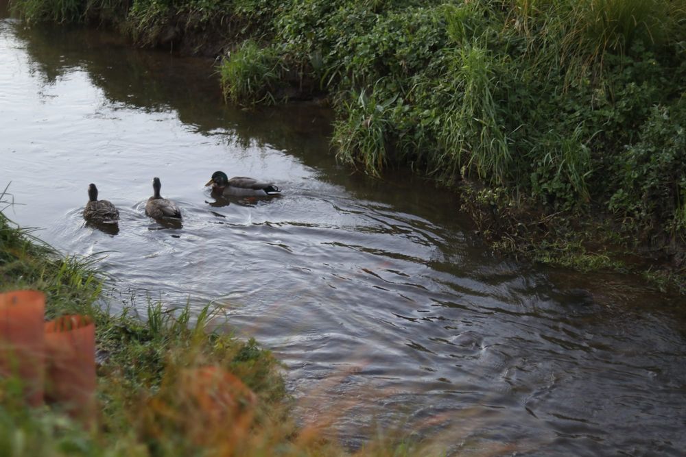Ducks in the stream post image