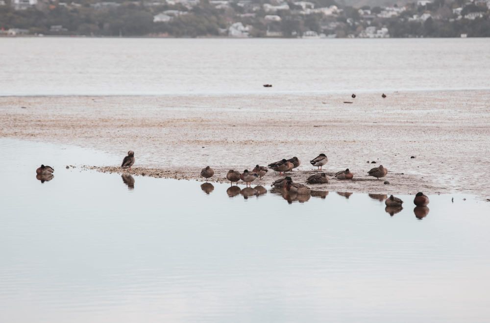 Ducks on a sandbar post image