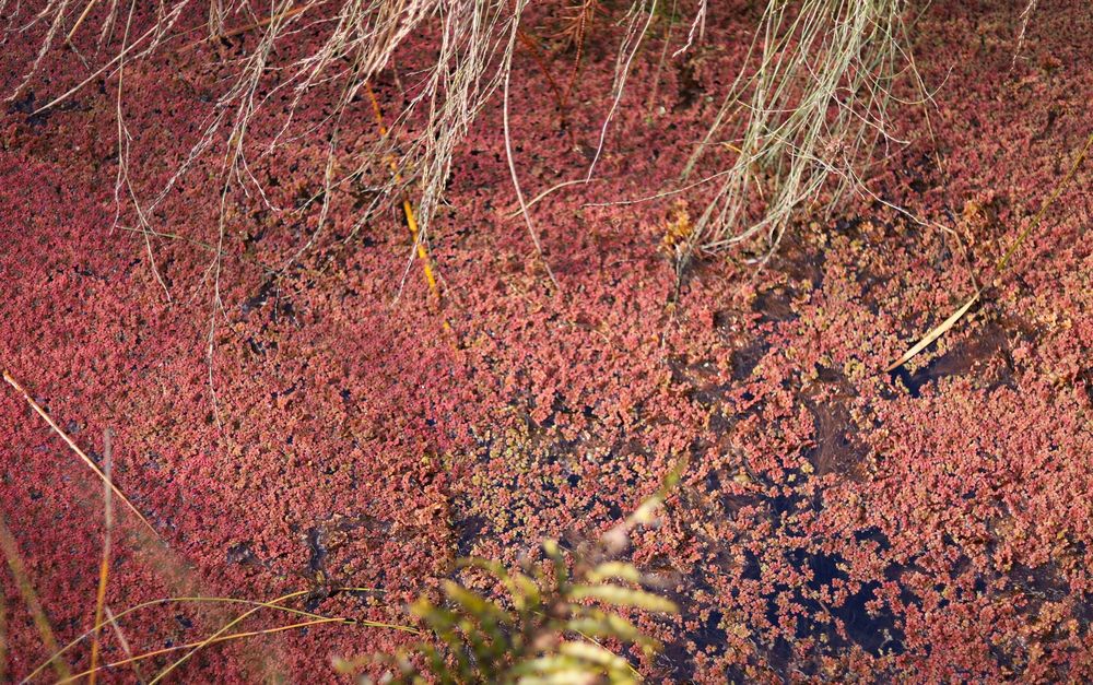 Duckweed and fern post image