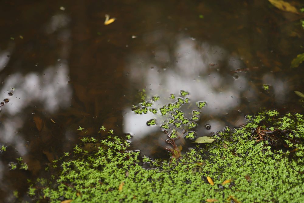 Duckweed post image