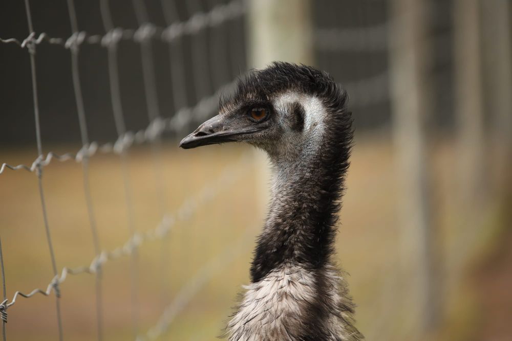 Emu close-up post image