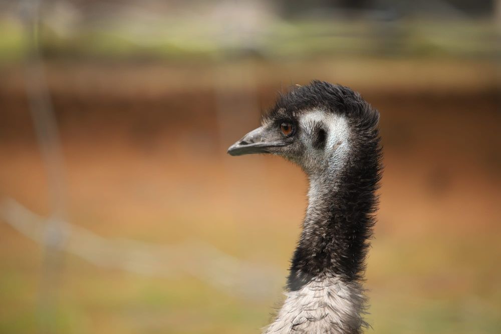 Emu profile post image