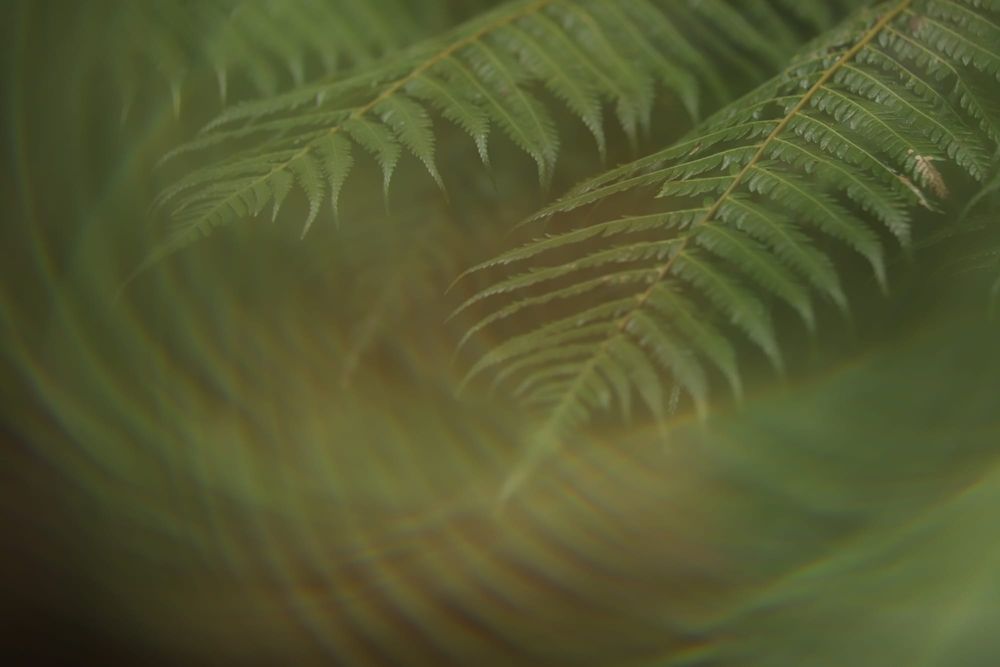 Feathery fern post image