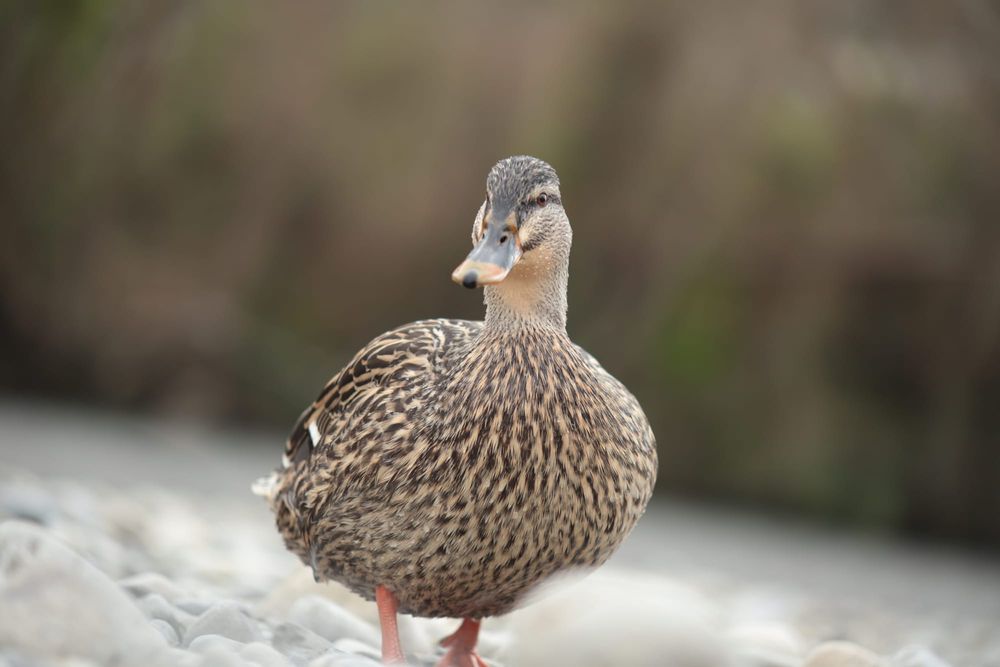 Female mallard on riverbank post image
