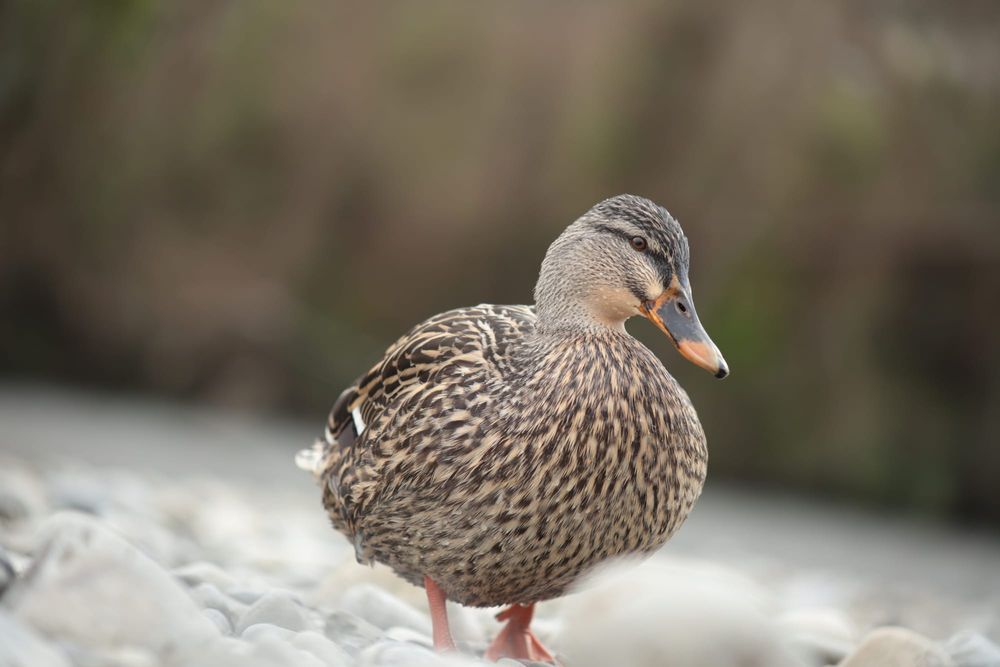 Female mallard post image