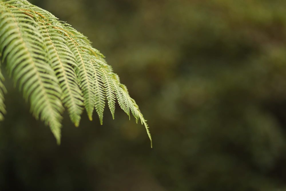 Fern diagonal post image