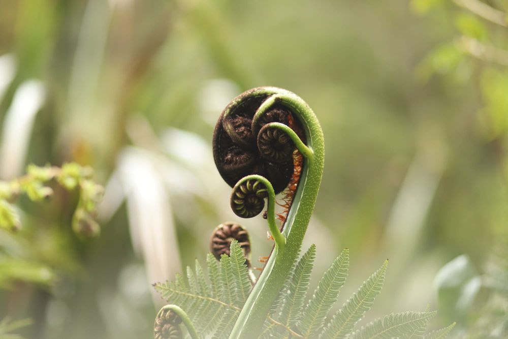Fern spiral post image