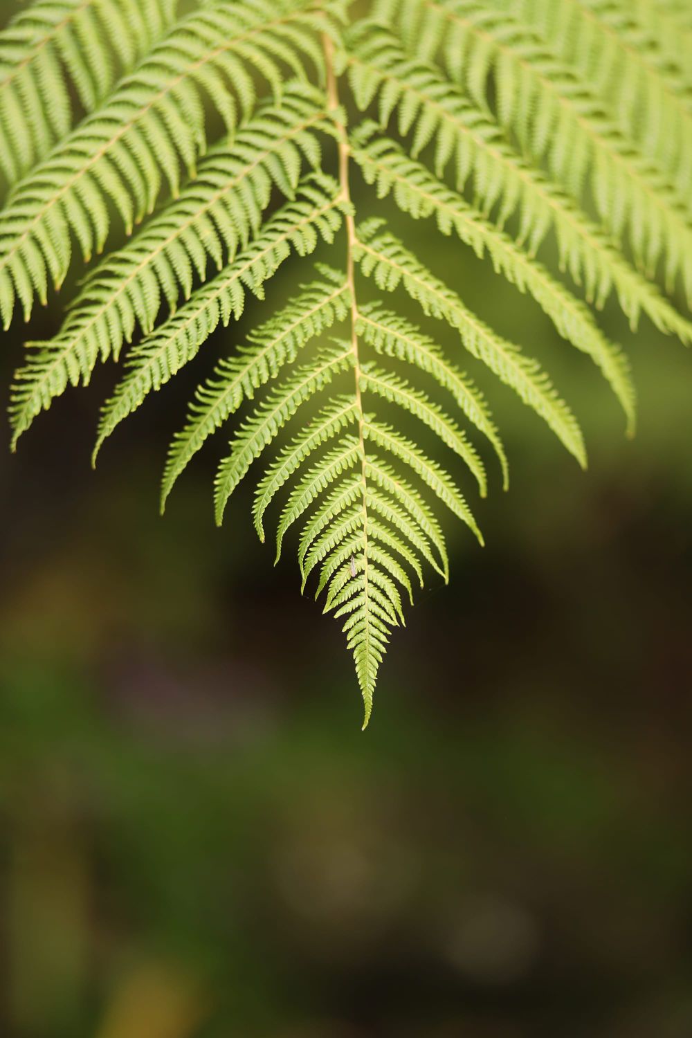 Fern symmetry post image