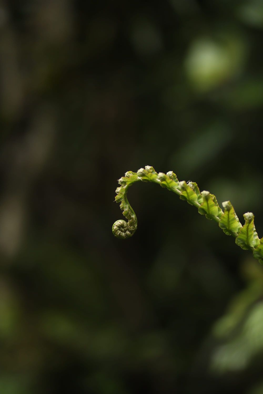 Fern frond unfurling post image