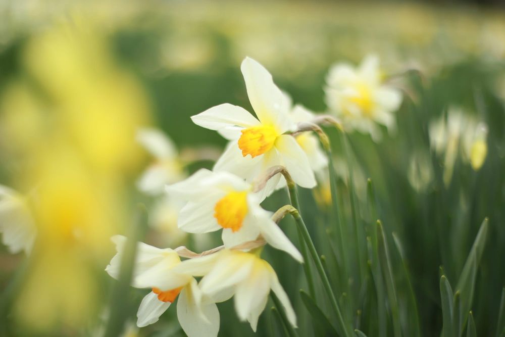 Field daffodils post image