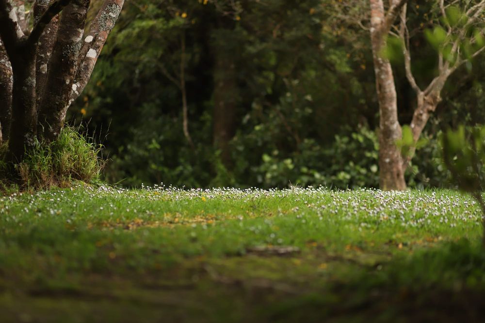 Forest clearing post image