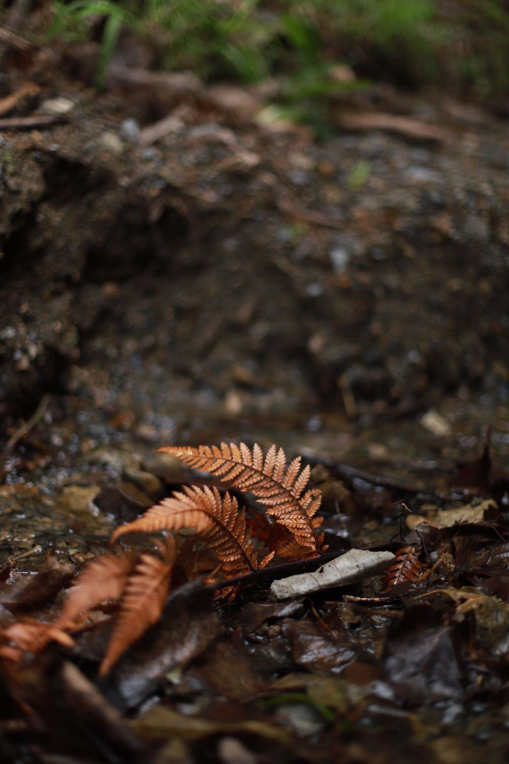 Forest floor and fern post image