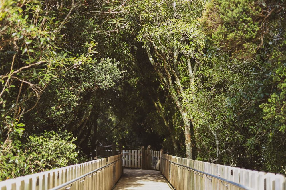 Forest bridge post image