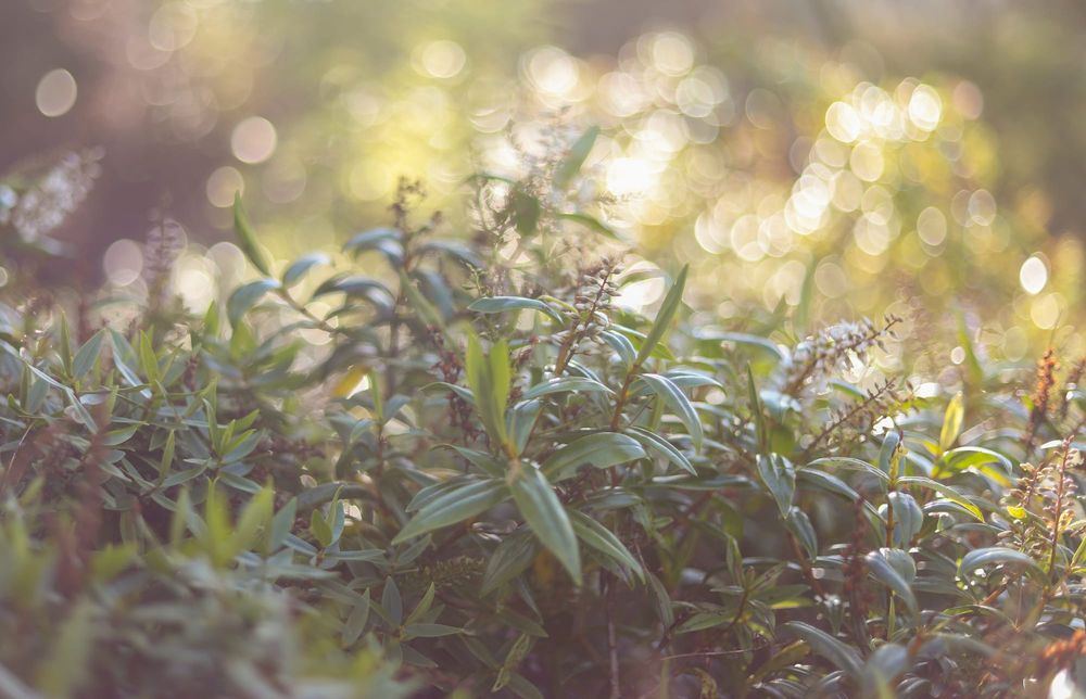 Glossy leaves post image