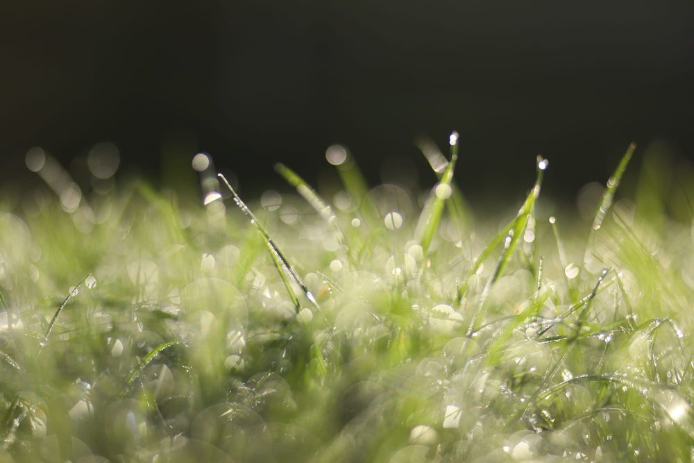 Grass dew post image