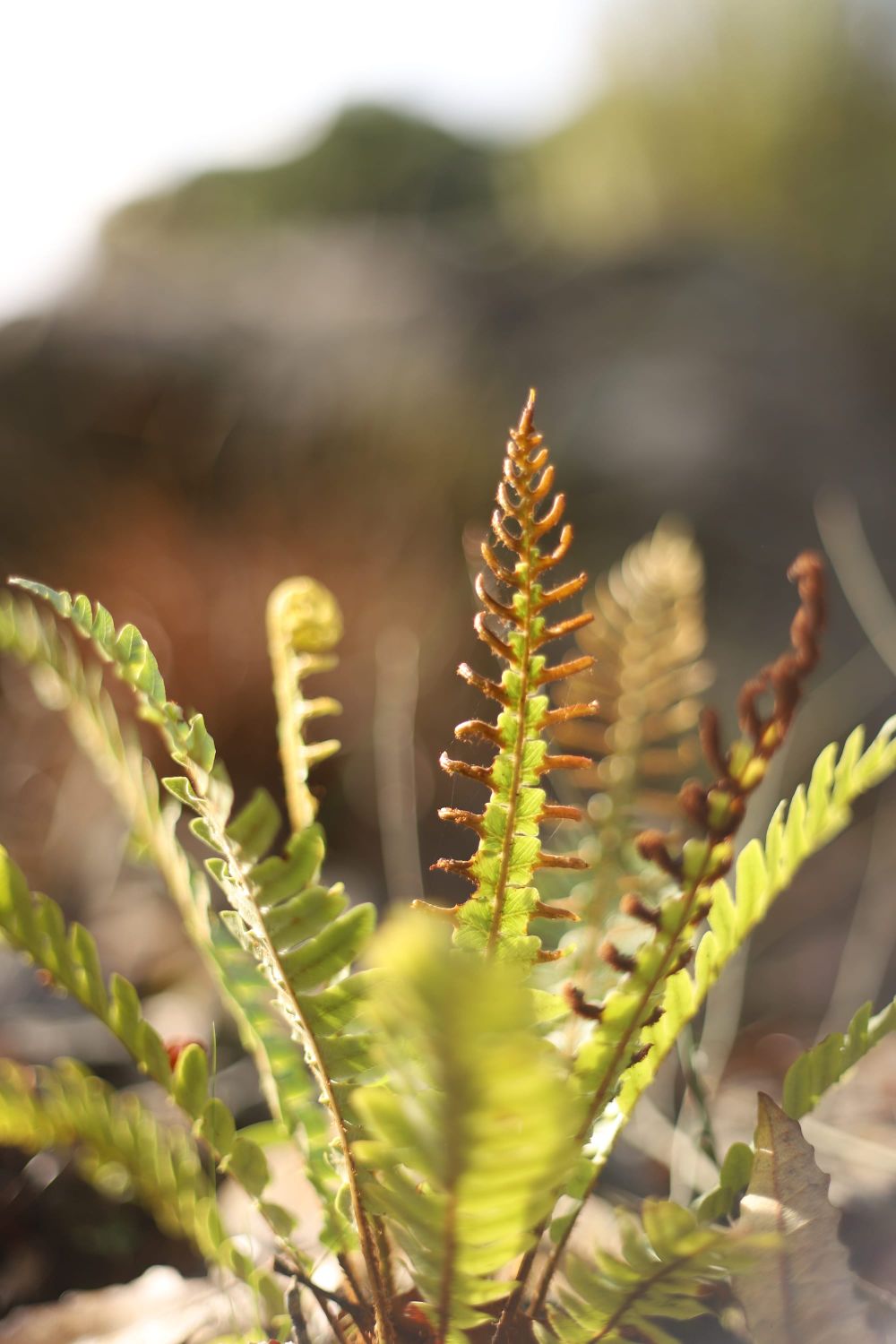 Green fern fronds post image