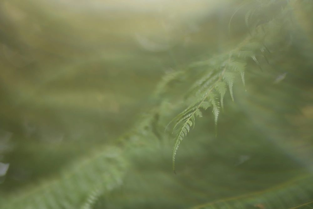 Green fern leaves post image