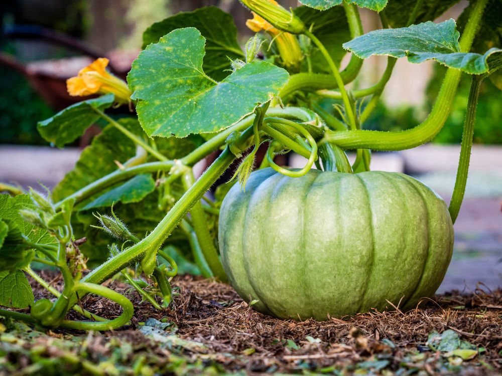Healthy buttercup pumpkin home garden post image