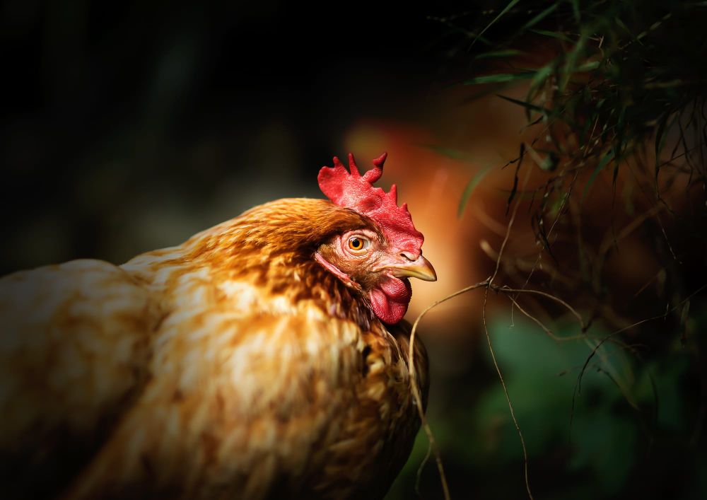 Hen in soft light post image