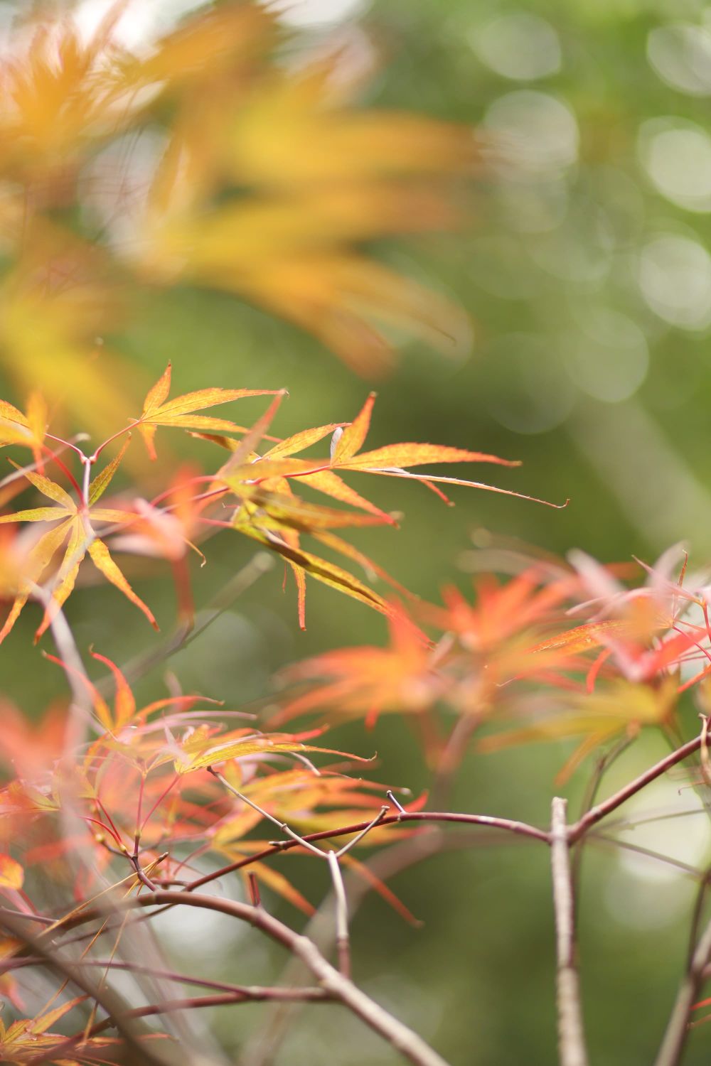 Japanese maple post image