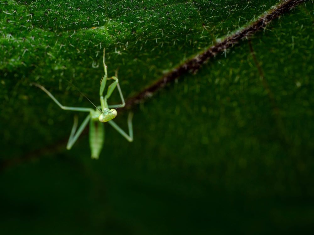Juvenile praying mantis post image