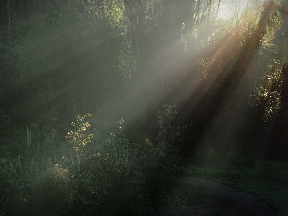 Light rays fog tree post image