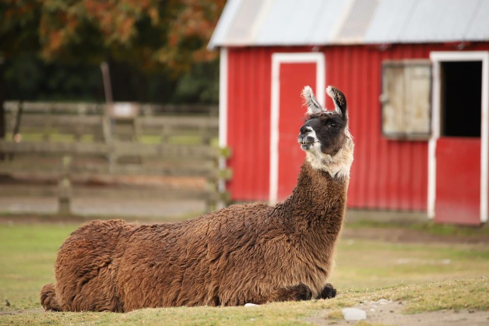 Llama resting post image