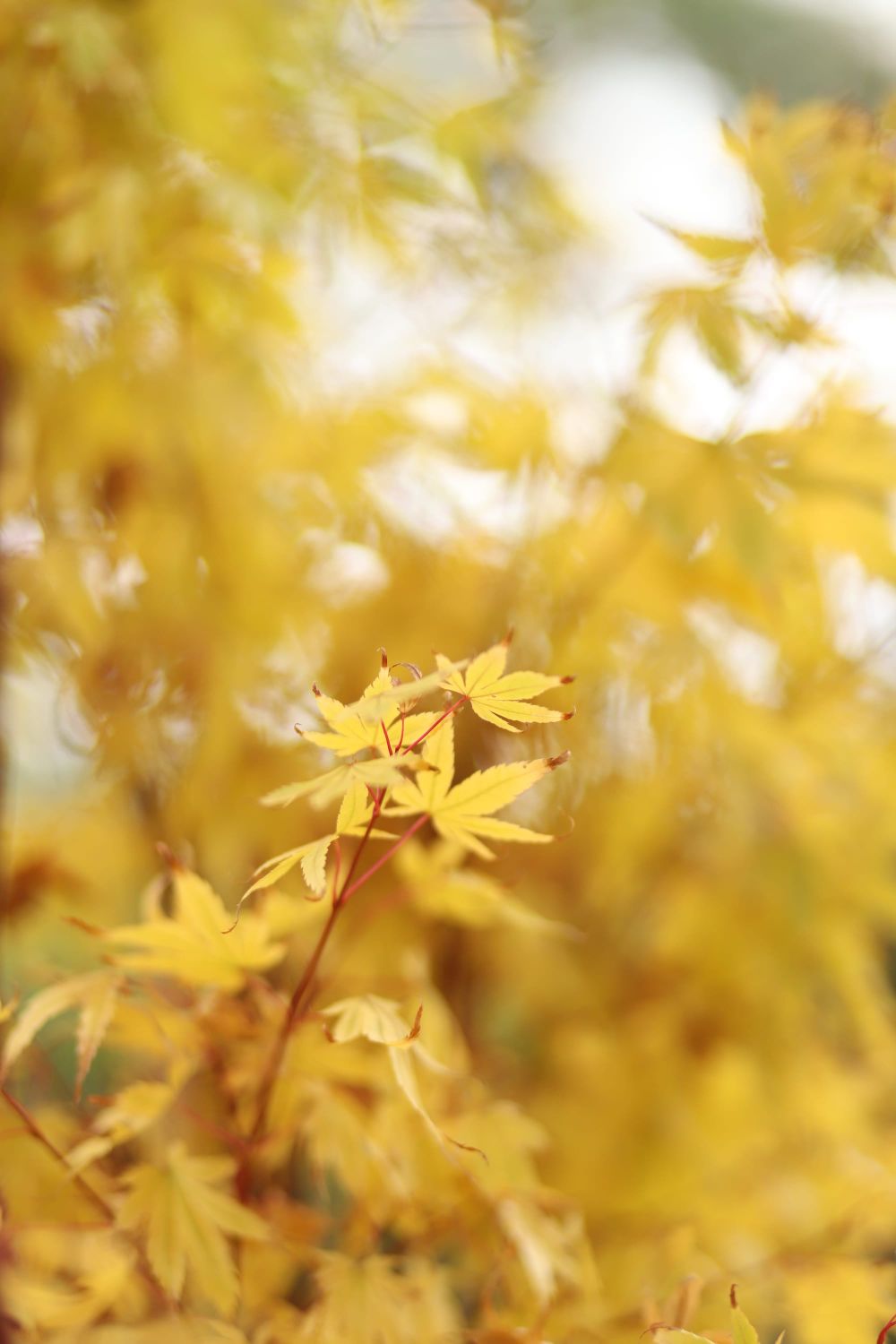 Maple glow post image