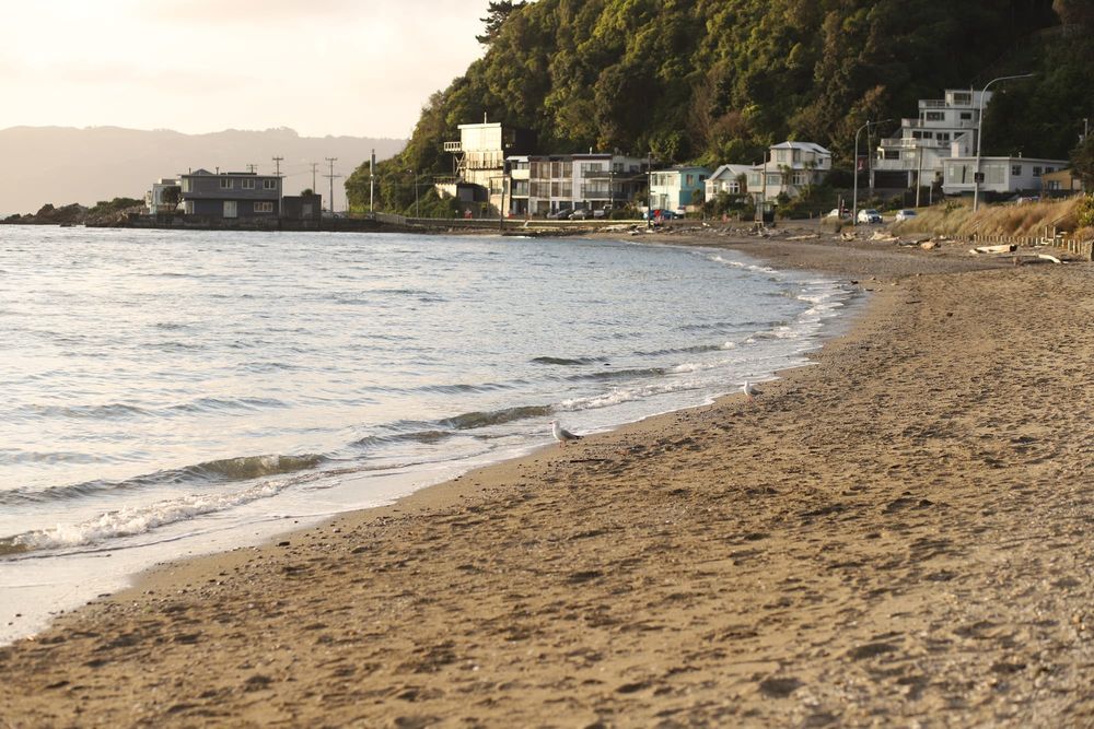Martins on the shore post image