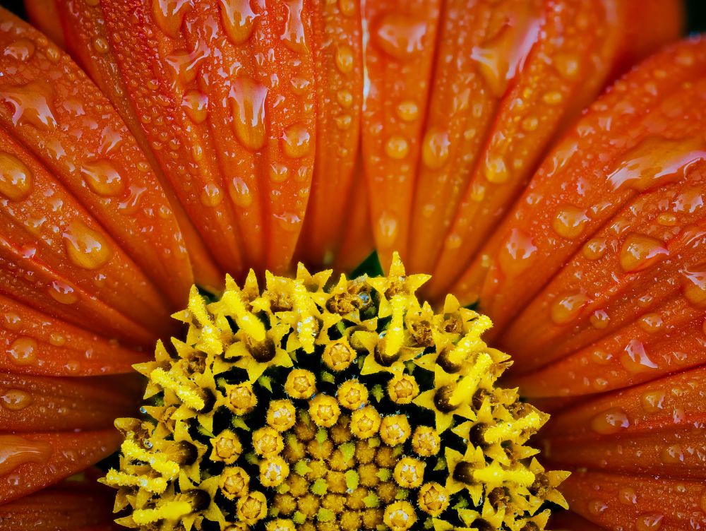 Mexican sunflower dew drops post image