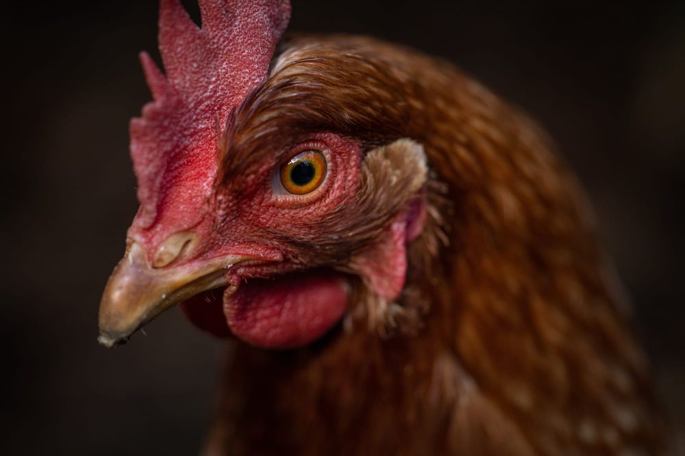 Molly the chicken post image