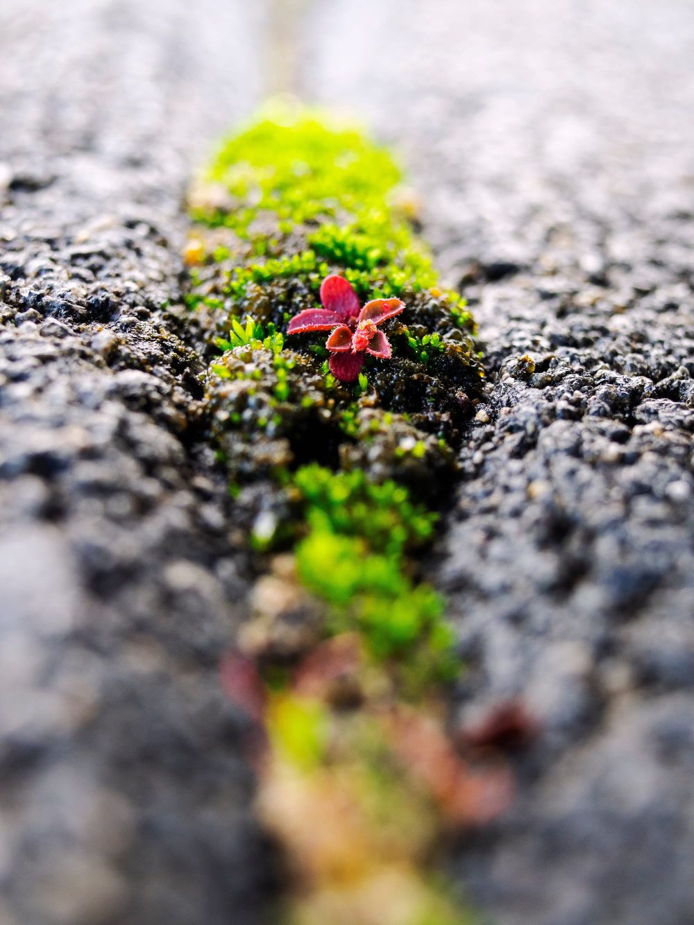 Moss close-up macro crack post image