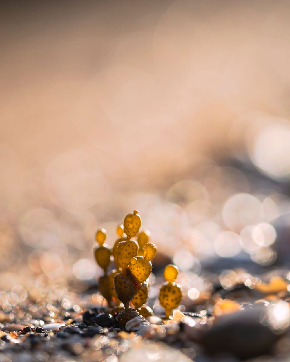 Neptune's necklace seaweed family post image