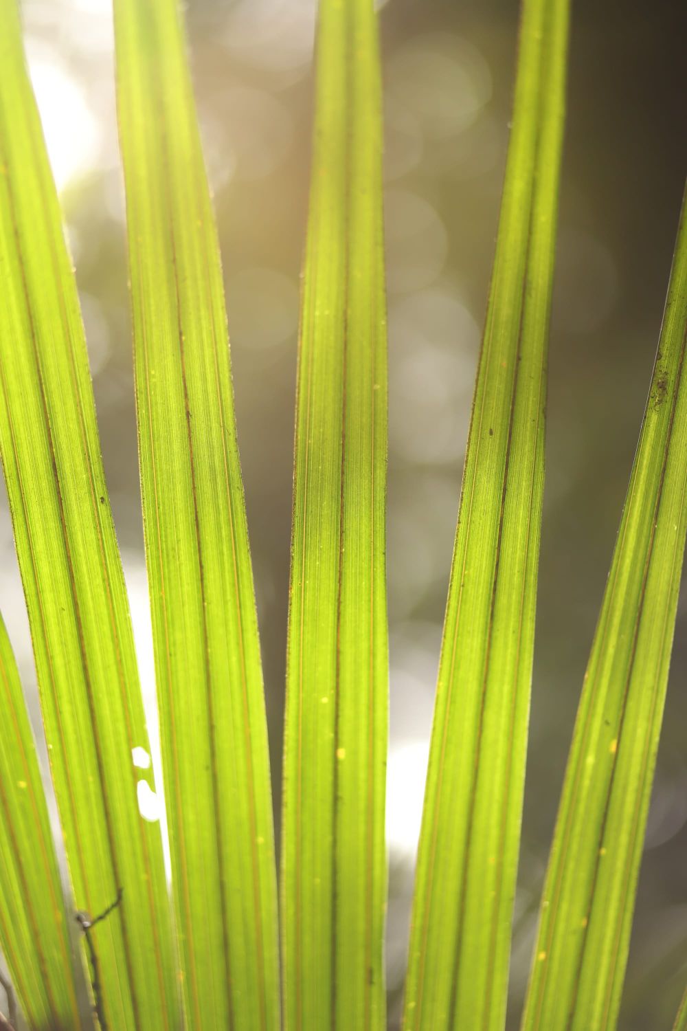 Palm leaf post image