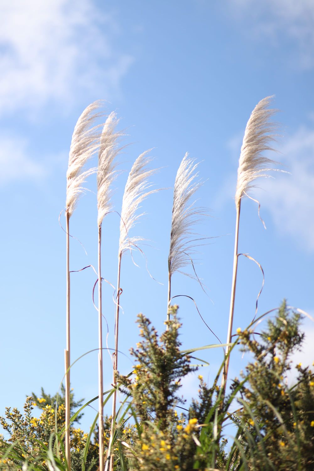 Pampas grass post image