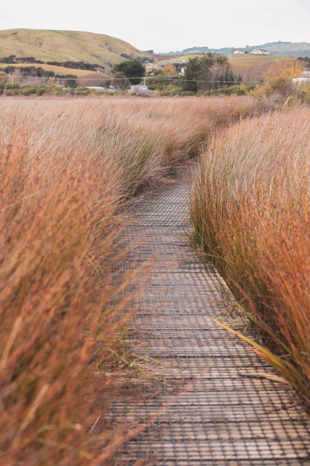 Path in the grasses post image