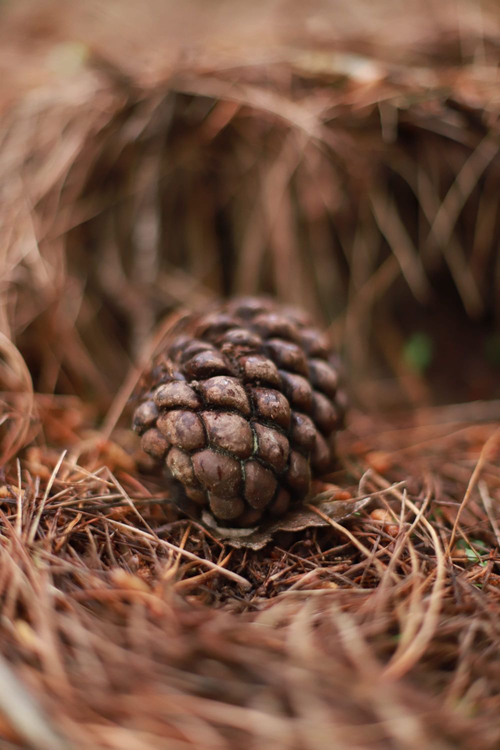 Pine cone post image