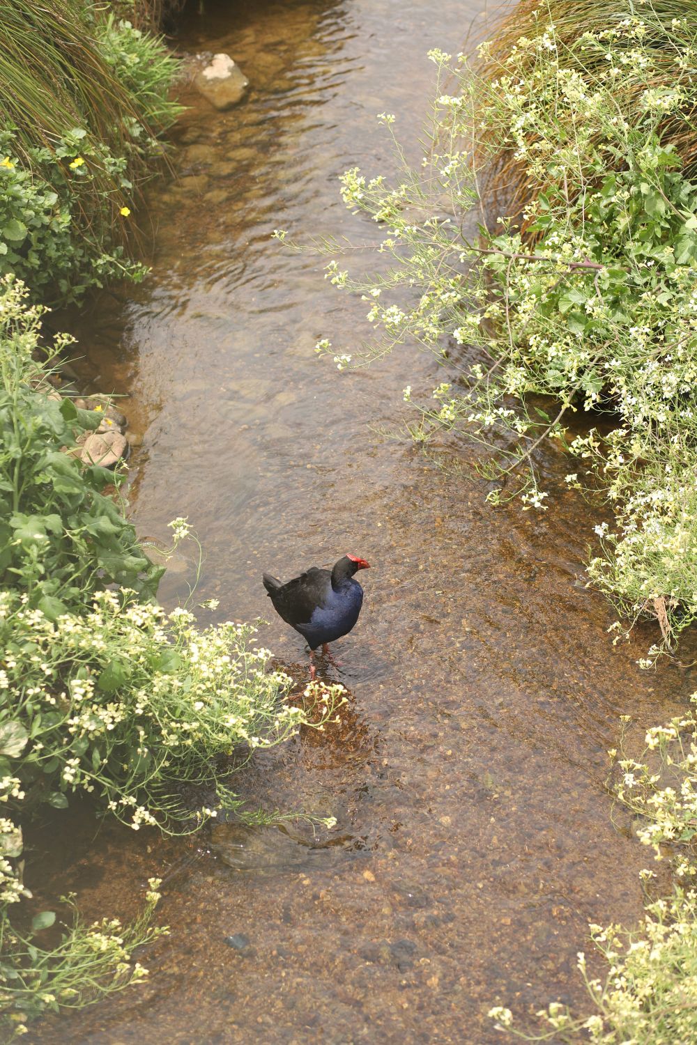 Purple swamphen standing in the shallow water post image