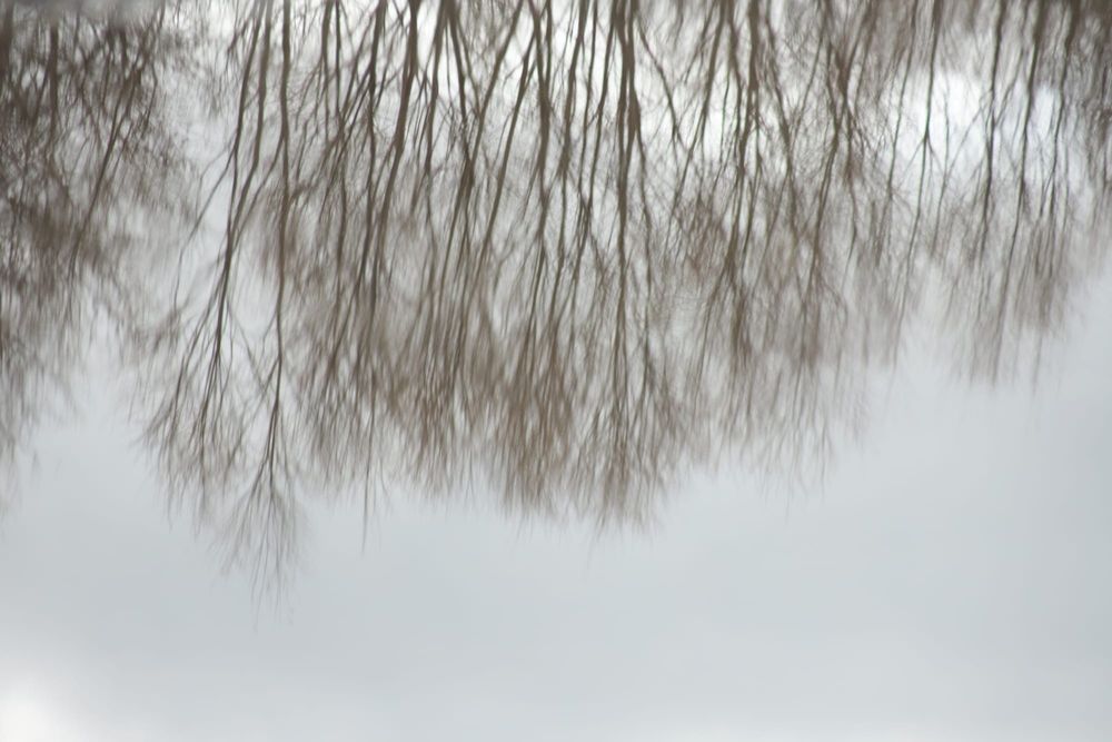 Reflected trees post image