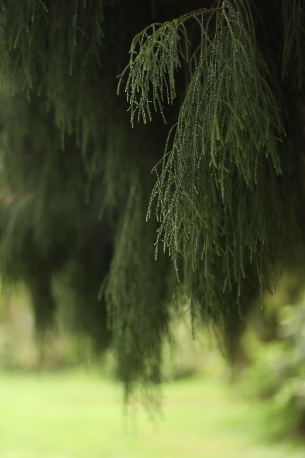 Rimu tree branches post image