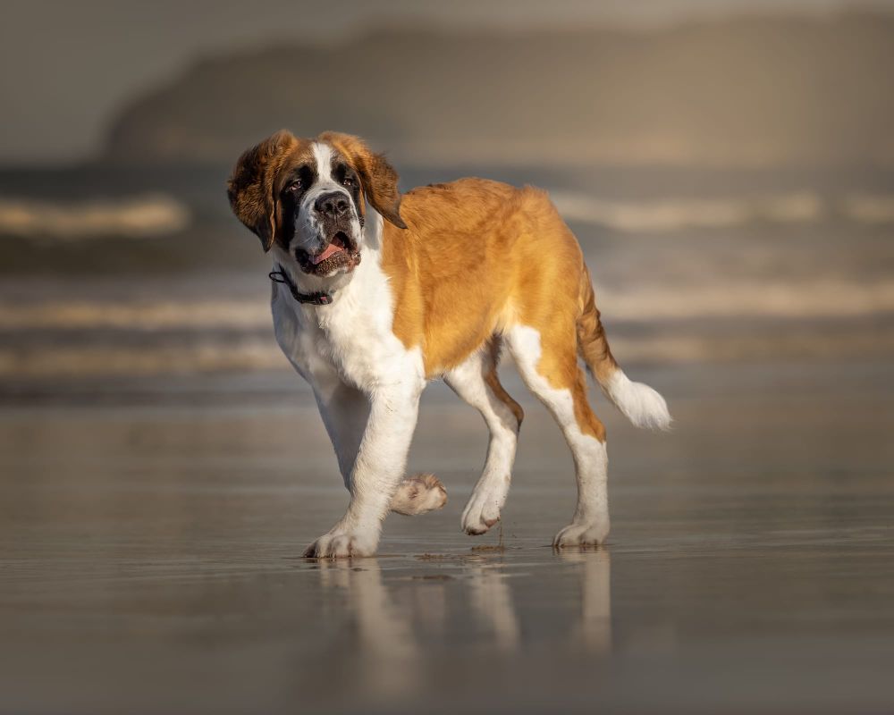 Saint Bernard dog on the ocean shore post image
