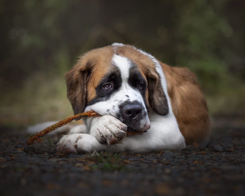 Saint Bernard dog post feature image