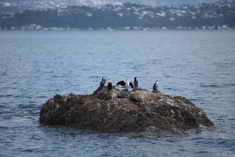 Seabirds on a rock post image