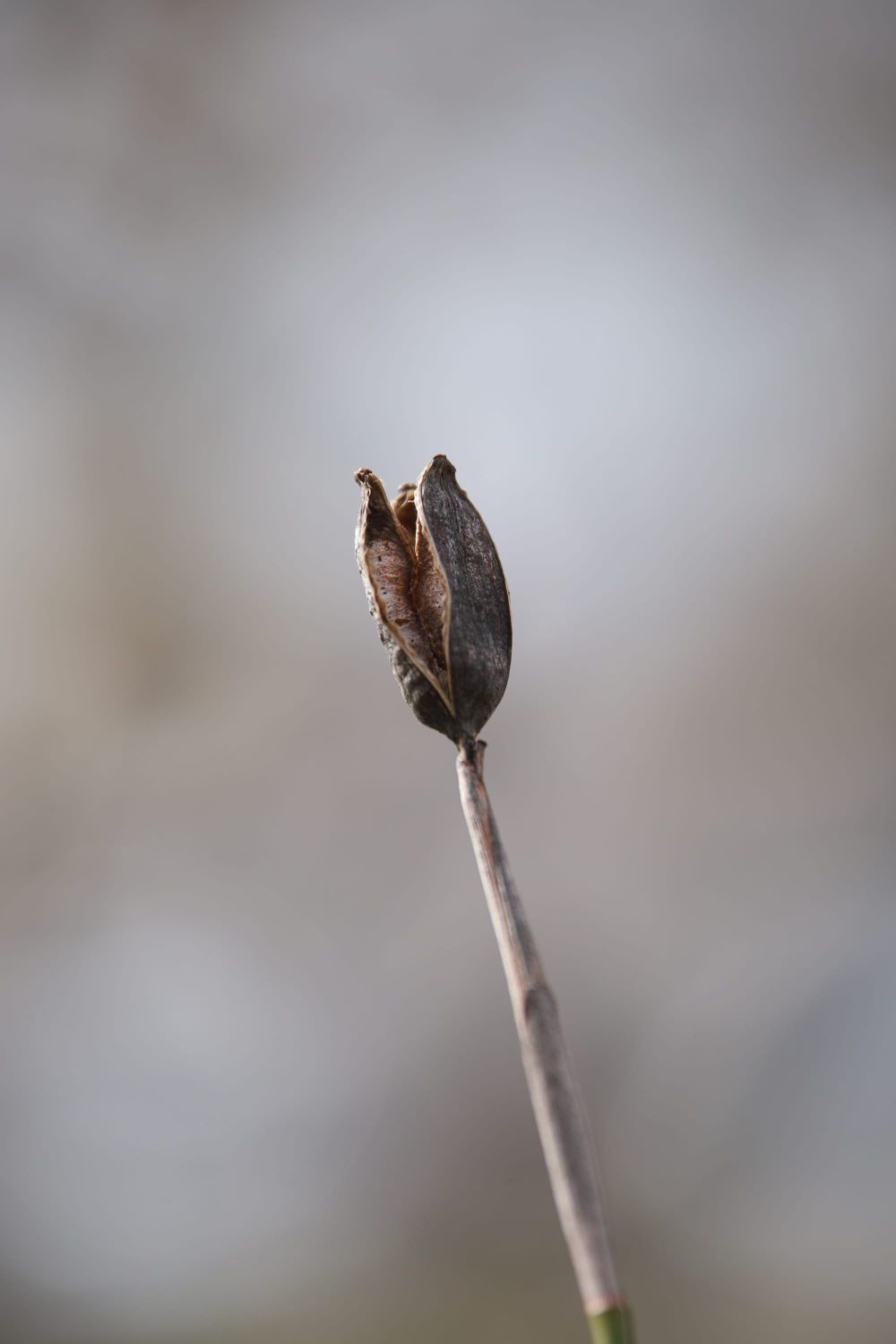 Seed pod post image