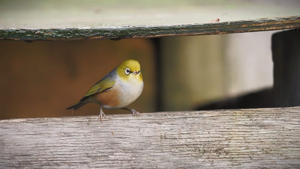 Silvereye Wax-eye Tauhou post image