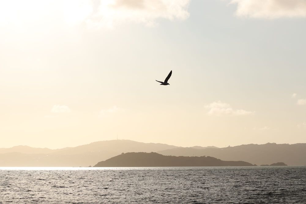 Skyline flight post image